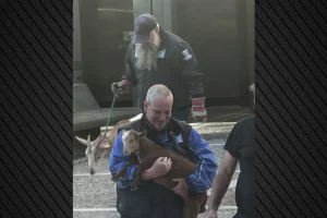 Οι Αρχές απομάκρυναν κατσίκες, κότες και πάπιες από την ταράτσα στους Αμπελόκηπους