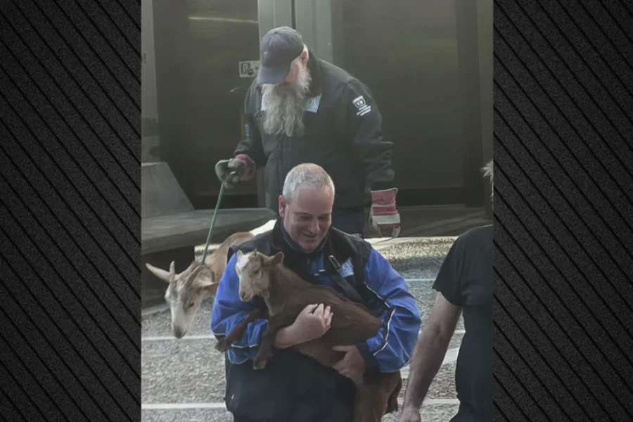 Οι Αρχές απομάκρυναν κατσίκες, κότες και πάπιες από την ταράτσα στους Αμπελόκηπους