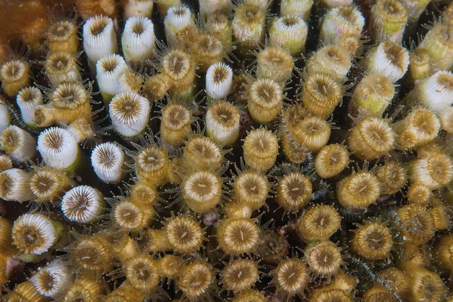 Αμβρακικός Κόλπος: Το «σπίτι» ενός σπάνιου μεσογειακού θησαυρού υπό απειλή