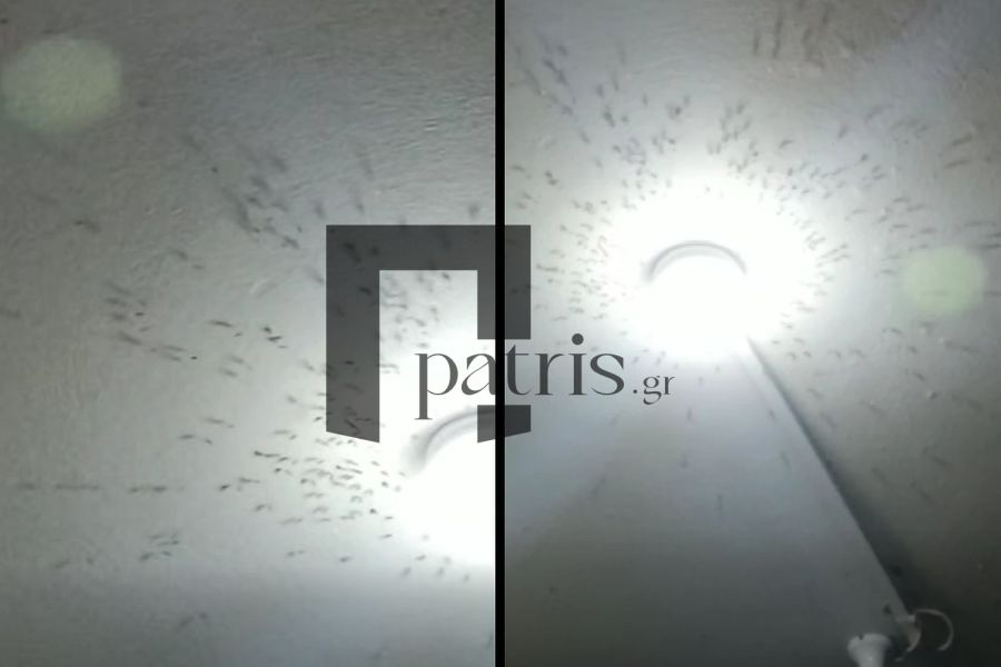 (ΒΙΝΤΕΟ) Επιδρομή κουνουπιών στο Ηράκλειο: Σμήνη “απειλούν” ολόκληρες γειτονιές που εκπέμπουν S.O.S – Τι θα γίνει αν πιάσουν οι ζέστες;