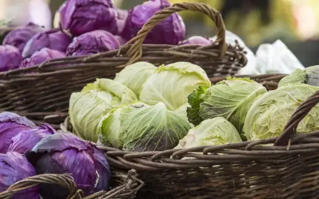 Λάχανο: Κόκκινο ή πράσινο; Ποιο είναι καλύτερο για το έντερο