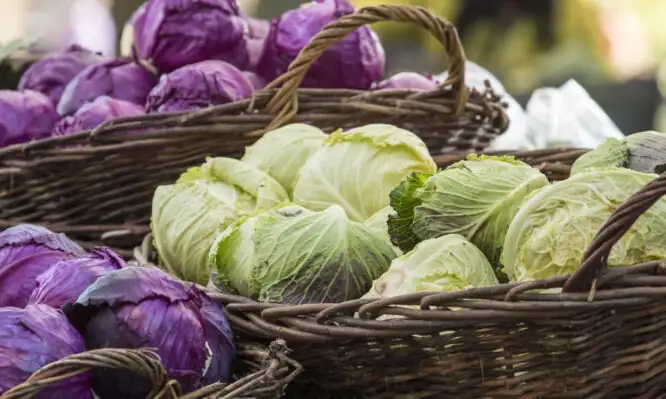 Λάχανο: Κόκκινο ή πράσινο; Ποιο είναι καλύτερο για το έντερο