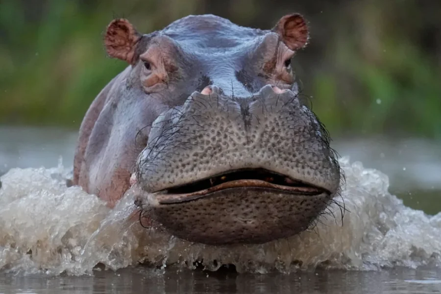 Κανείς δεν θέλει τους ιπποπόταμους του Πάμπλο Εσκομπάρ: Η ευθανασία ως μόνη λύση, η οικολογική απειλή και οι ακτιβιστές που αντιδρούν