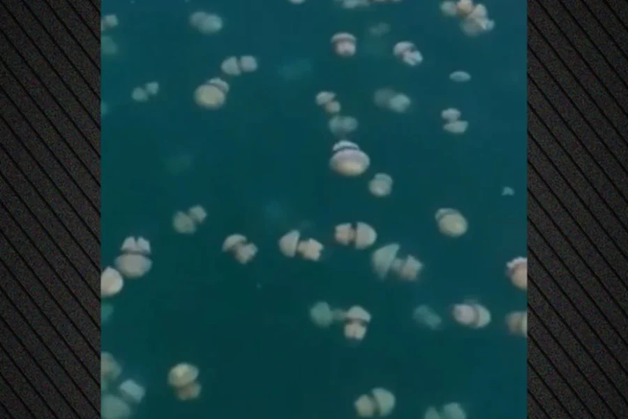 Τεράστια σμήνη από μέδουσες έως 20 μέτρα βάθος στον Κόλπο της Τεργέστης