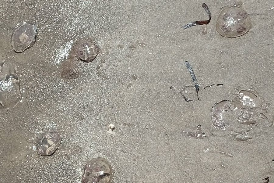 (ΦΩΤΟ) Γέμισε μέδουσες η παραλία του Βλητέ στη Σούδα