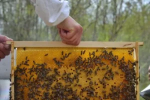 Εξιχνίαση κλοπής 14 κυψελών μαζί με τον πληθυσμό τους στο Βαρθολομιό: Ταυτοποιήθηκε ο δράστης