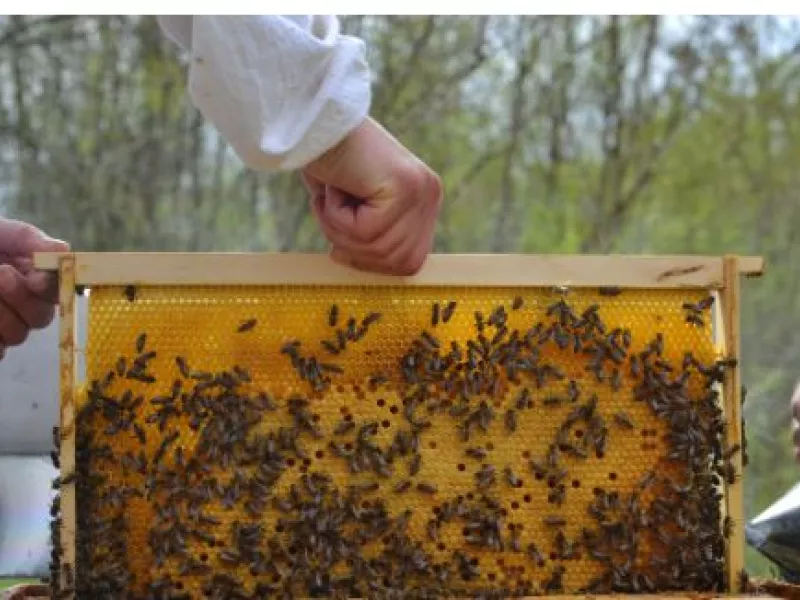 Εξιχνίαση κλοπής 14 κυψελών μαζί με τον πληθυσμό τους στο Βαρθολομιό: Ταυτοποιήθηκε ο δράστης