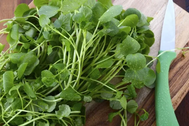 Το «ξεχασμένο» φυλλώδες λαχανικό με υψηλή διατροφική αξία και αντιοξειδωτική δράση