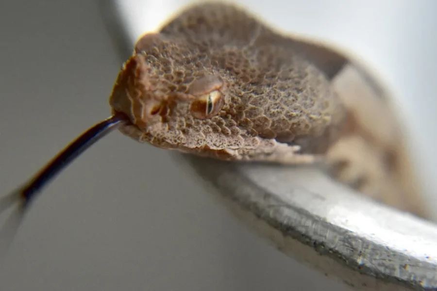 Σύρος: Στο νοσοκομείο μετά από δάγκωμα οχιάς ένας 13χρονος