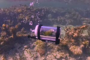 ΒΙΝΤΕΟ-Παπαγάλος εξερευνά τον βυθό στις Μπαχάμες με μίνι υποβρύχιο