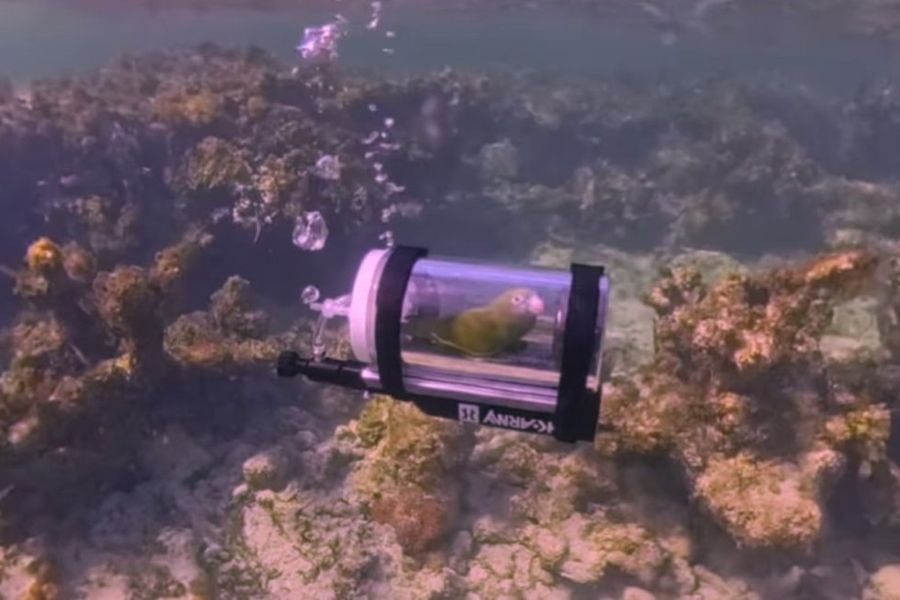ΒΙΝΤΕΟ-Παπαγάλος εξερευνά τον βυθό στις Μπαχάμες με μίνι υποβρύχιο