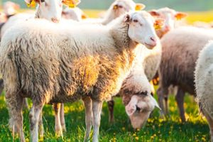 Απόπειρες τηλεφωνικής εξαπάτησης με πρόσχημα τον αφθώδη πυρετό