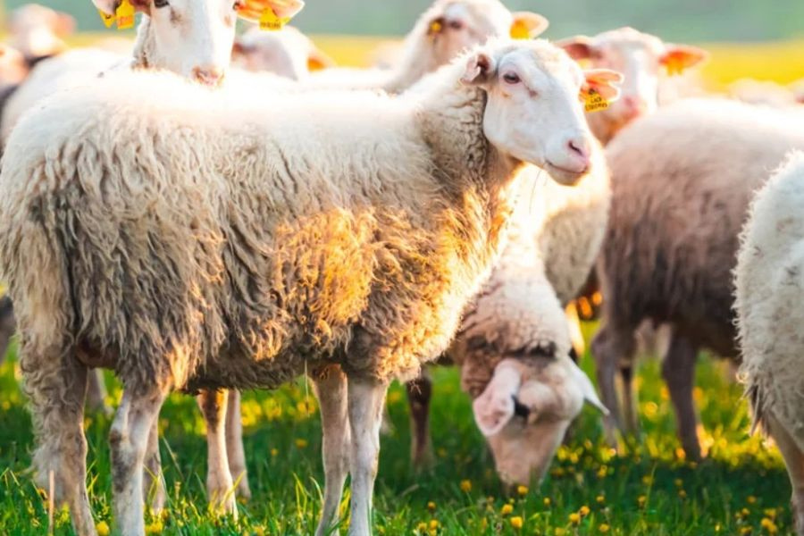 Απόπειρες τηλεφωνικής εξαπάτησης με πρόσχημα τον αφθώδη πυρετό