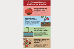 Ξηρή κορυφή καρπού (Blossom End Rot): Γιατί μαυρίζει το κάτω μέρος της ντομάτας σας – και πώς να το αντιμετωπίσετε