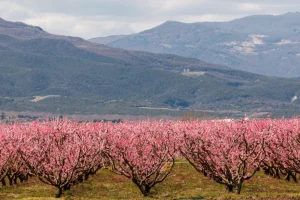 Αφιέρωμα της Welt στις ανθισμένες ροδακινιές της Βέροιας: «Ένα εντυπωσιακό ανοιξιάτικο πανόραμα»