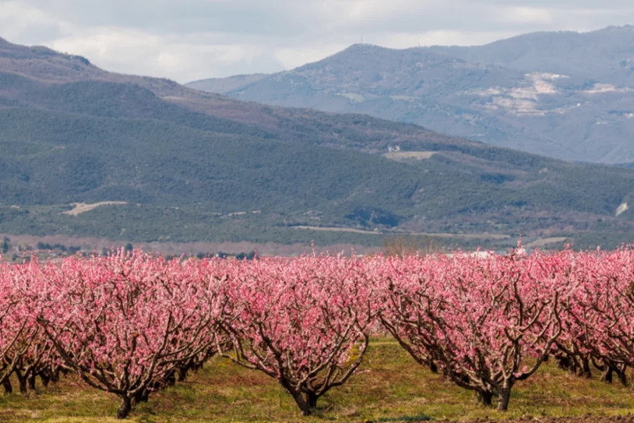 Αφιέρωμα της Welt στις ανθισμένες ροδακινιές της Βέροιας: «Ένα εντυπωσιακό ανοιξιάτικο πανόραμα»