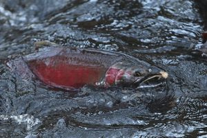 Έρευνα: Η ρύπανση από κοκαΐνη σε ποτάμια και λίμνες ενδέχεται να επηρεάσει τη συμπεριφορά του σολομού