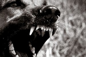 Πειραιάς: Στο νοσοκομείο 2χρονη μετά από επίθεση σκύλου – Με χειροπέδες η 51χρονη γιαγιά της