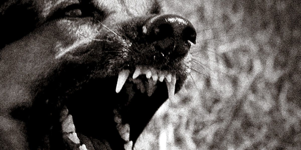 Πειραιάς: Στο νοσοκομείο 2χρονη μετά από επίθεση σκύλου – Με χειροπέδες η 51χρονη γιαγιά της