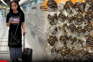 Χελώνες …non board: 19χρονη επιχείρησε να περάσει 30 «λαθρεπιβάτες» στην πτήση της