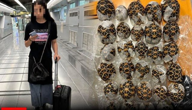 Χελώνες …non board: 19χρονη επιχείρησε να περάσει 30 «λαθρεπιβάτες» στην πτήση της