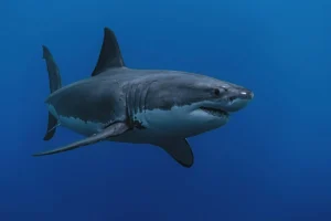 Απολίθωμα καρχαρία 9 εκατ. ετών βρέθηκε άθικτο, έχει δόντια που μοιάζουν με σπαθιά και είναι πρόγονος του λευκού