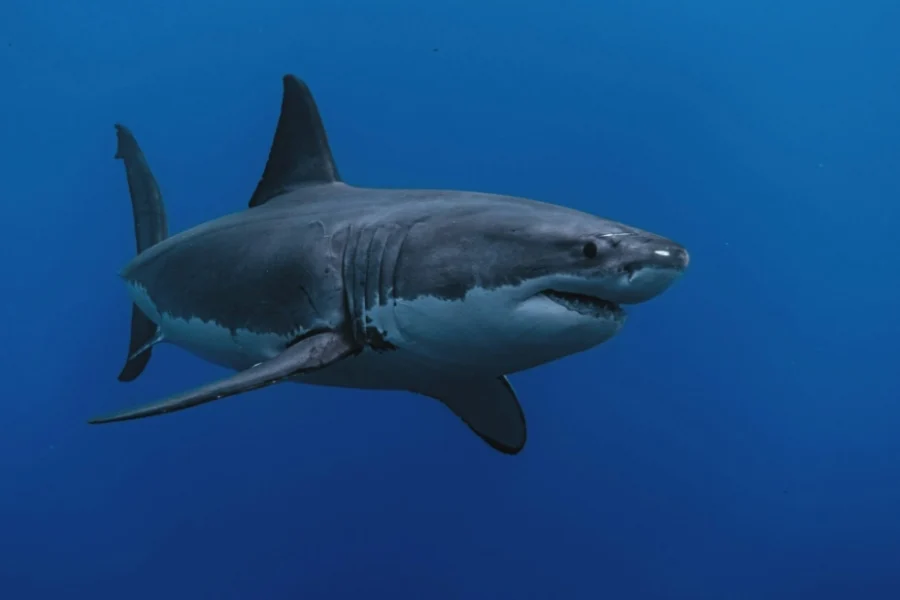 Απολίθωμα καρχαρία 9 εκατ. ετών βρέθηκε άθικτο, έχει δόντια που μοιάζουν με σπαθιά και είναι πρόγονος του λευκού