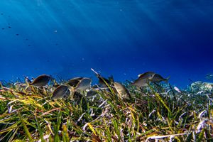 WWF: Η Μεσόγειος είναι μια από τις πιο επιβαρυμένες θάλασσες παγκοσμίως