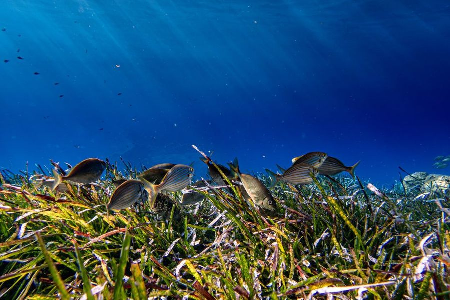 WWF: Η Μεσόγειος είναι μια από τις πιο επιβαρυμένες θάλασσες παγκοσμίως