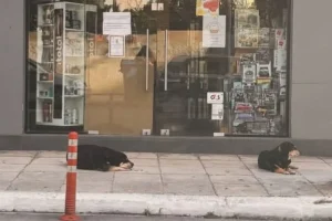 Χανιά: Η ιδιοκτήτρια πέθανε όμως οι σκύλοι την περιμένουν ακόμα έξω από το κλειστό μαγαζί της