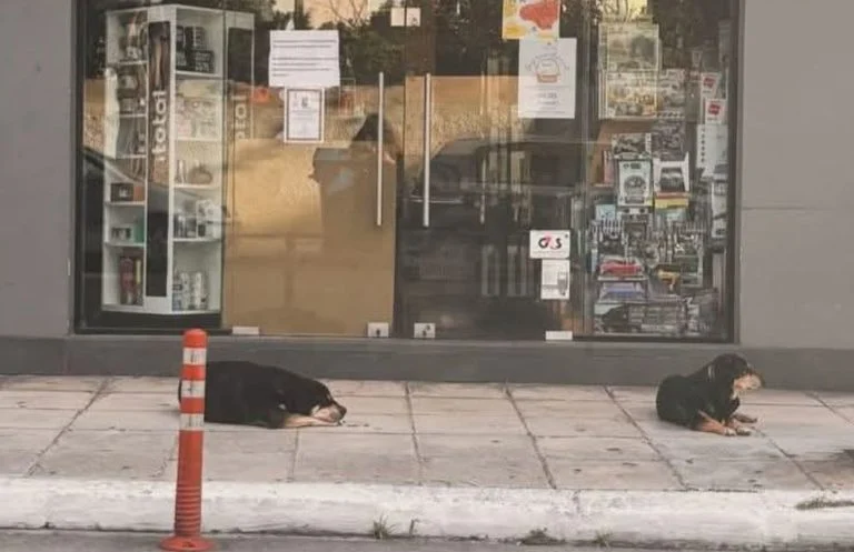 Χανιά: Η ιδιοκτήτρια πέθανε όμως οι σκύλοι την περιμένουν ακόμα έξω από το κλειστό μαγαζί της