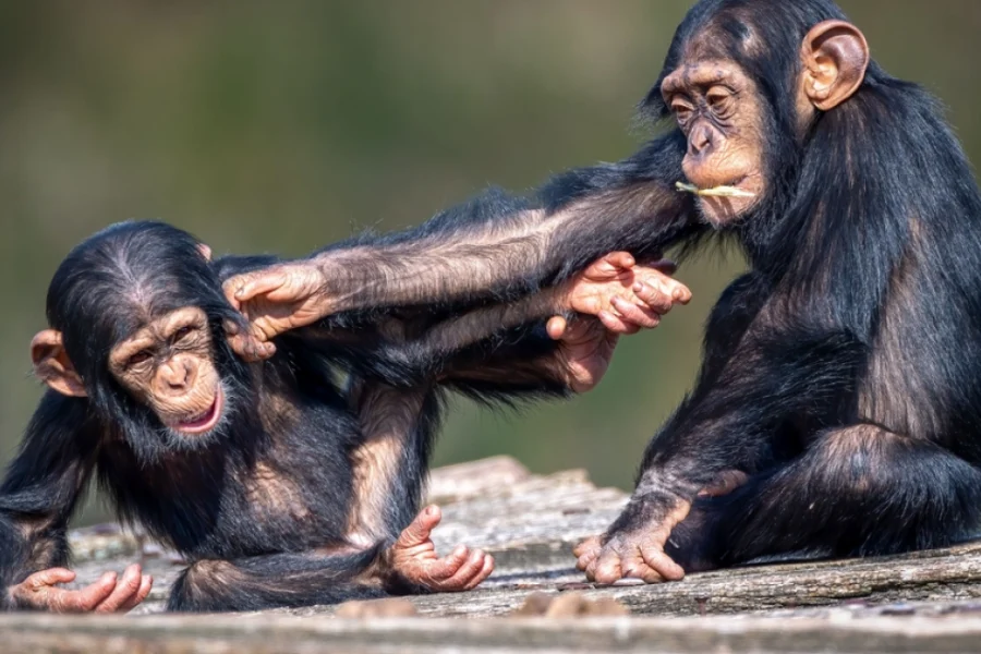«Εμφύλιος πόλεμος» μεταξύ χιμπατζήδων στην Ουγκάντα: Θανατηφόρες συγκρούσεις μετά από δεκαετίες αρμονικής συμβίωσης