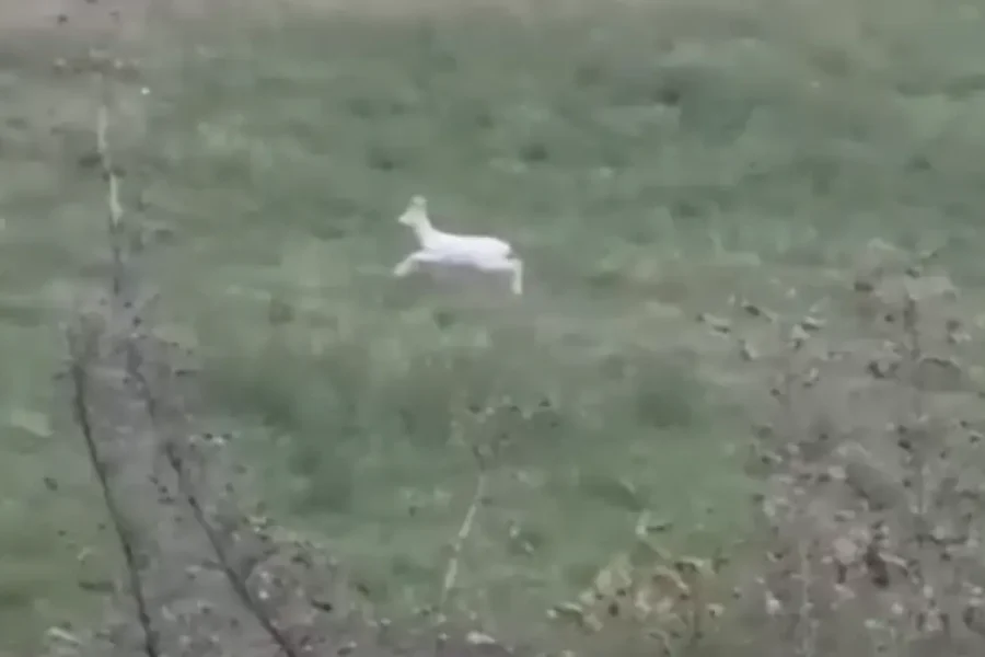 Σπάνια αλμπίνο ζαρκάδια εντοπίστηκαν στην Ημαθία, δείτε βίντεο