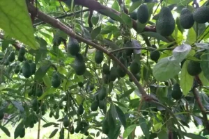 Αβοκάντο: 15.000 στρέμματα στην Κρήτη, με μέση παραγωγή 1,2 τόνους ανά στρέμμα – Πρόκληση οι ανάγκες σε νερό