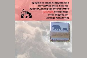 Νεκρό αρκουδάκι σε τροχαίο στην Εγνατία Οδό