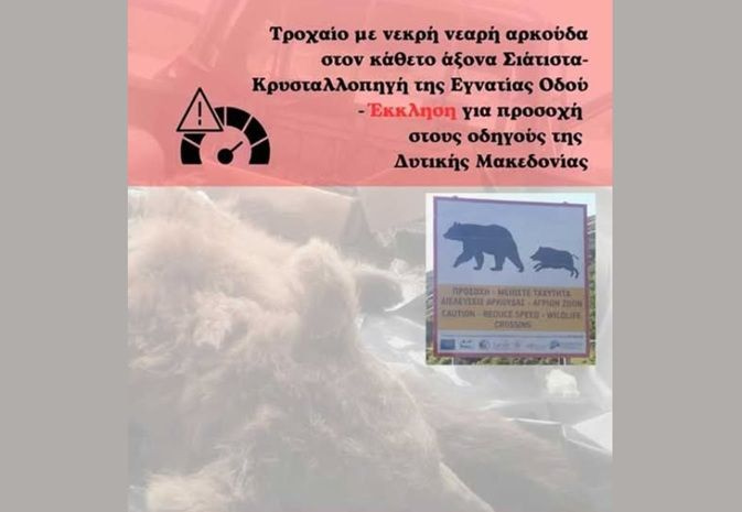 Νεκρό αρκουδάκι σε τροχαίο στην Εγνατία Οδό