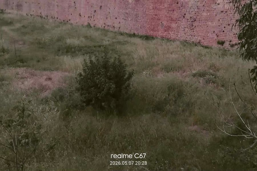 (ΦΩΤΟ) Μία “ζούγκλα” μέσα στην πόλη των Χανίων!