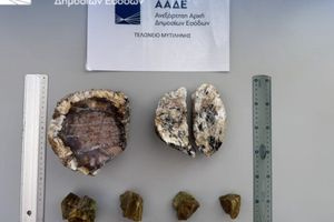 ΑΑΔΕ: Σύλληψη δύο Ολλανδών για κλοπή απολιθωμάτων από το δάσος της Λέσβου