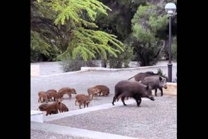 Θρακομακεδόνες: Ομάδα αγριογούρουνων εμφανίστηκε σε προαύλιο ναού λίγο πριν το γάμο