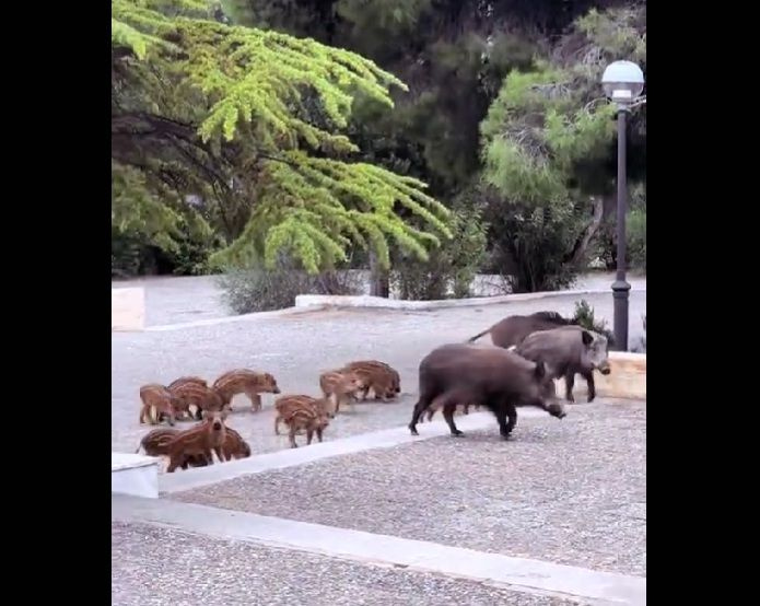 Θρακομακεδόνες: Ομάδα αγριογούρουνων εμφανίστηκε σε προαύλιο ναού λίγο πριν το γάμο
