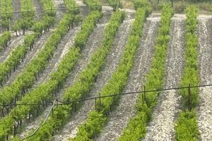(ΦΩΤΟ + ΒΙΝΤΕΟ) Ζημιές στα αμπέλια από τη σφοδρή χαλαζόπτωση στην ενδοχώρα του Ηρακλείου