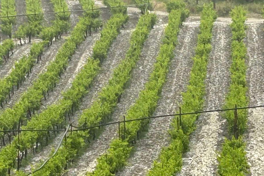 (ΦΩΤΟ + ΒΙΝΤΕΟ) Ζημιές στα αμπέλια από τη σφοδρή χαλαζόπτωση στην ενδοχώρα του Ηρακλείου