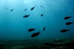 Μυστήριο με την έντονη μυρωδιά στα νότια προάστια – Το σενάριο που οδηγεί στη… θάλασσα