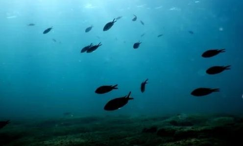 Μυστήριο με την έντονη μυρωδιά στα νότια προάστια – Το σενάριο που οδηγεί στη… θάλασσα