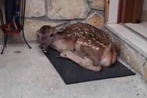 Ελαφίνα βρίσκει “καταφύγιο” για το μωρό της είσοδο σπιτιού στην Ιταλία