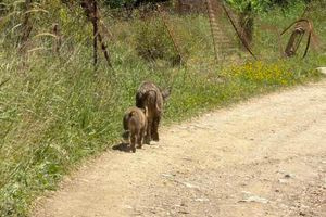 (ΦΩΤΟ) Και ξαφνικά …αγριογούρουνα στον Μυλοπόταμο