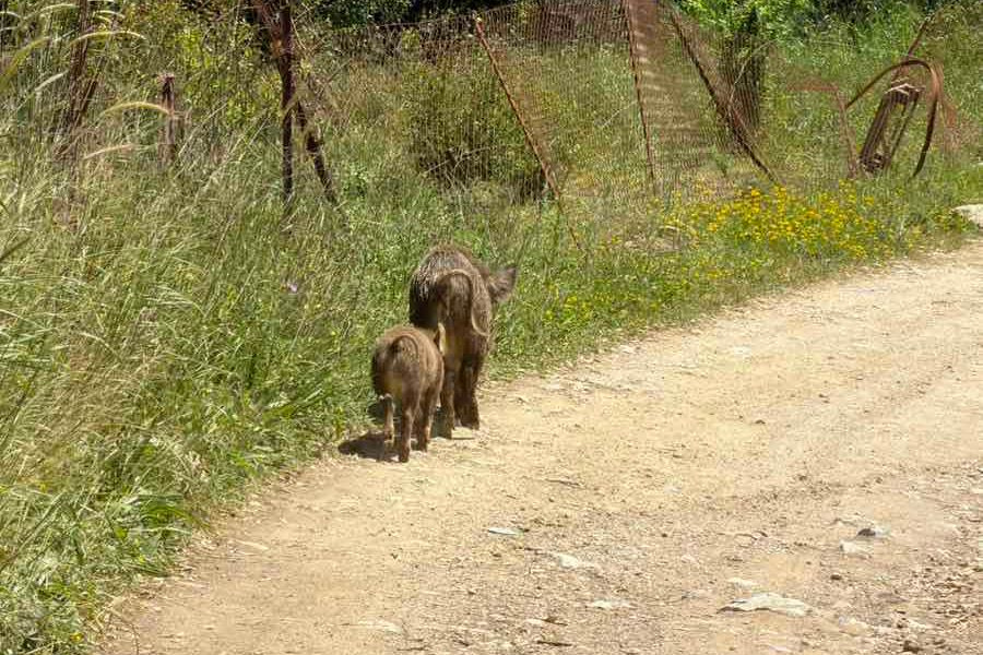 (ΦΩΤΟ) Και ξαφνικά …αγριογούρουνα στον Μυλοπόταμο