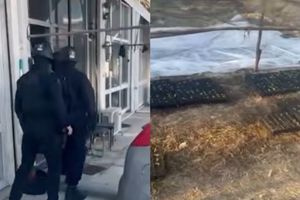 Μεγάλη επιχείρηση της ΟΠΚΕ αποκάλυψε 1.330 φυτά κάνναβης στον Αποκόρωνα- Δείτε video