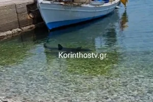 Καρχαρίας εμφανίστηκε στα Λουτρά Ωραίας Ελένης στην Κόρινθο