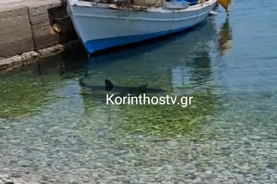 Καρχαρίας εμφανίστηκε στα Λουτρά Ωραίας Ελένης στην Κόρινθο
